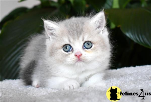 thechubbyfacedcat Picture 2